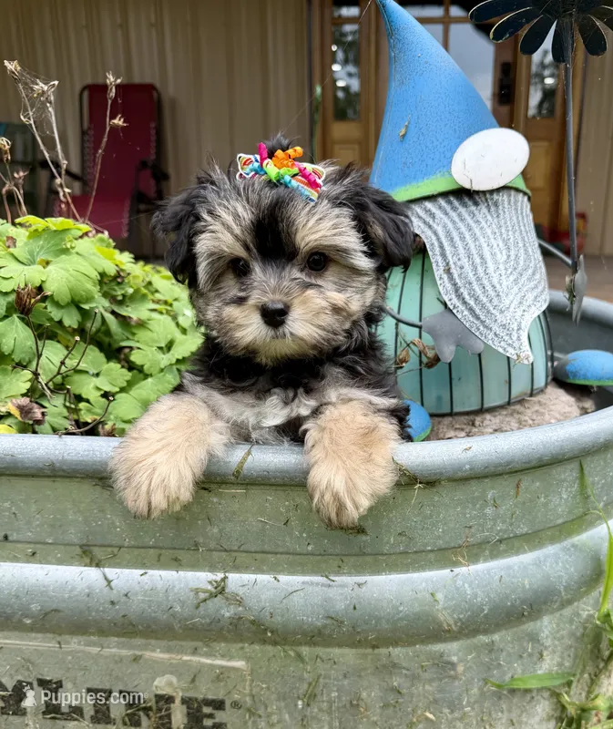 Sensational Taffy – Maltese, Yorkshire Terrier puppy for sale in Cassville, MO