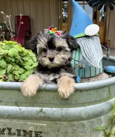Sensational Taffy, a female Maltese and Yorkshire Terrier for sale in Cassville, MO – 1 of 7