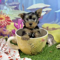 AKC Tcup Skeeter 15 ounces, a male Yorkshire Terrier for sale in Cassville, MO – 6 of 9