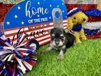 Tcup Tickles, a female Maltese and Yorkshire Terrier for sale in Cassville, MO – 5 of 7