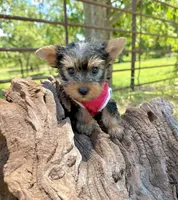 AKC Tcup Skeeter 18 ounces, a male Yorkshire Terrier for sale in Cassville, MO – 4 of 9