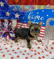 AKC Tiny Tcup Scarlett 7 ounces, a female Yorkshire Terrier for sale in Cassville, MO – 9 of 10