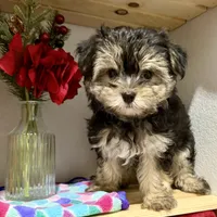 Sensational Taffy, a female Maltese and Yorkshire Terrier for sale in Cassville, MO – 3 of 7