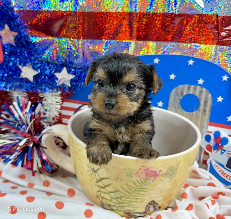 Akc Tcup Sammy 12 ounces – Yorkshire Terrier puppy for sale in Cassville, MO