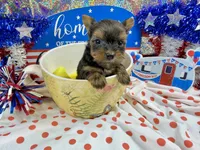 AKC Tiny Tcup Scarlett 7 ounces, a female Yorkshire Terrier for sale in Cassville, MO – 5 of 10