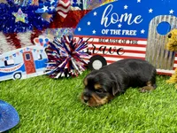 Lil’ Tanisha, a female Morkie for sale in Cassville, MO – 4 of 10