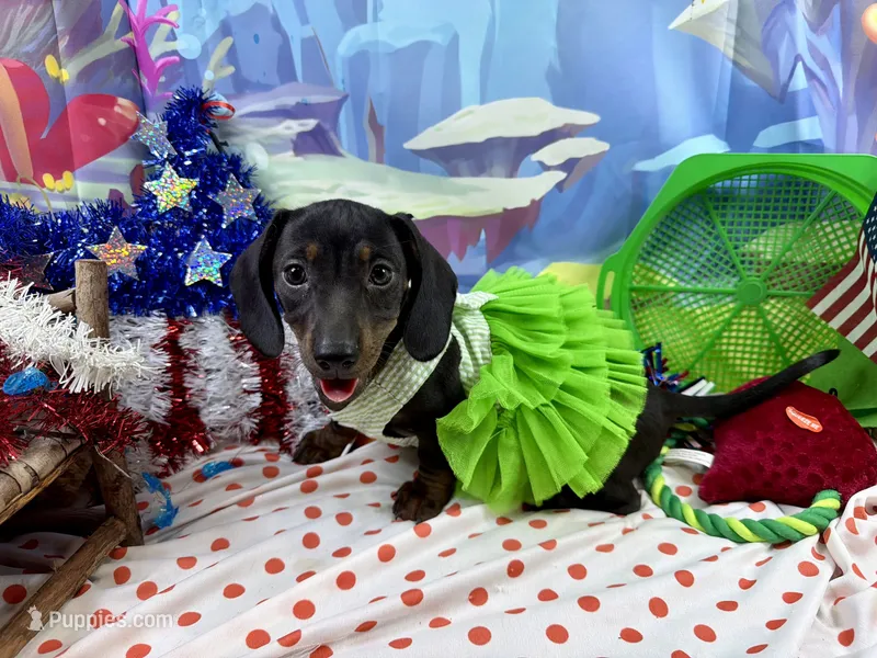 Sweet Sassy – Miniature Dachshund puppy for sale in Cassville, MO