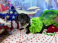 Sweet Sassy, a female Miniature Dachshund for sale in Cassville, MO – 1 of 10