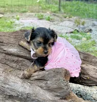 Akc Tcup Sammy 14 ounces, a female Yorkshire Terrier for sale in Cassville, MO – 9 of 10