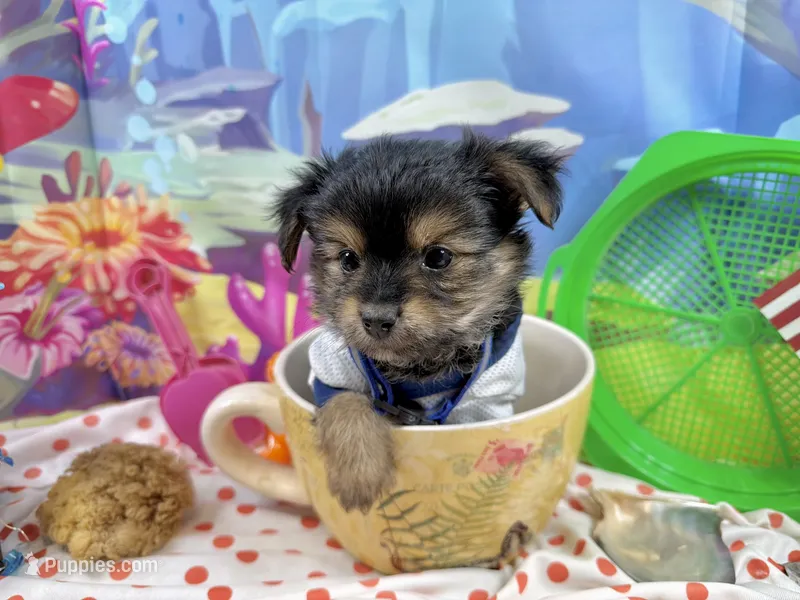 Tiny Tibbins – Morkie puppy for sale in Cassville, MO