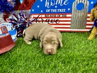 Pickles, a female Dachshund and Miniature Dachshund for sale in Cassville, MO – 7 of 8