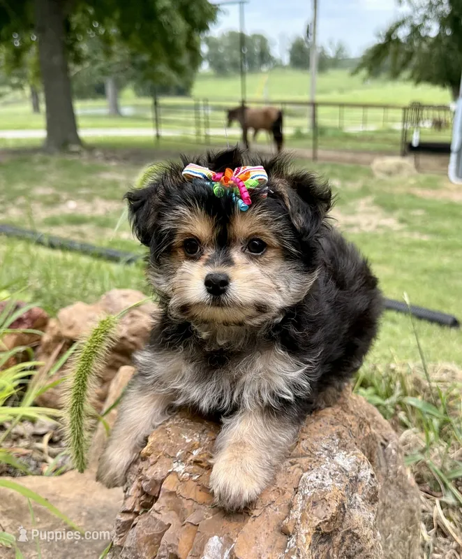 Lil’ Tickles – Maltese, Yorkshire Terrier puppy for sale in Cassville, MO