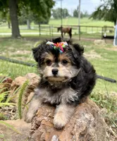 Lil’ Tickles, a female Maltese and Yorkshire Terrier for sale in Cassville, MO – 1 of 7