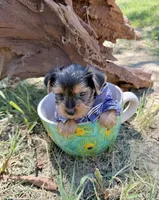 AKC Tcup Sawyer 16 ounces, a male Yorkshire Terrier for sale in Cassville, MO – 3 of 9