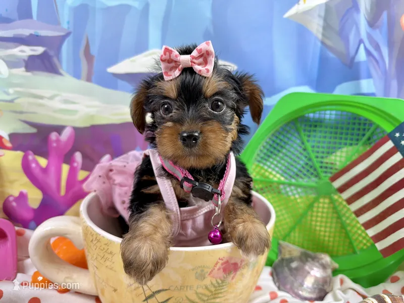 Lil’ Tansy – Maltese, Yorkshire Terrier puppy for sale in Cassville, MO