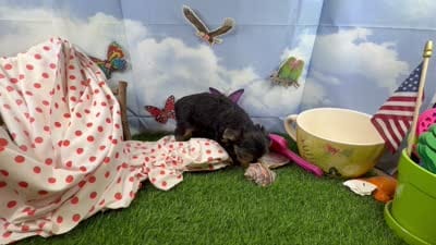 Akc Tcup Sammy 16 ounces, a female Yorkshire Terrier for sale in Cassville, MO – 10 of 10