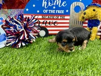 Lil’ Tansy, a female Maltese and Yorkshire Terrier for sale in Cassville, MO – 3 of 7