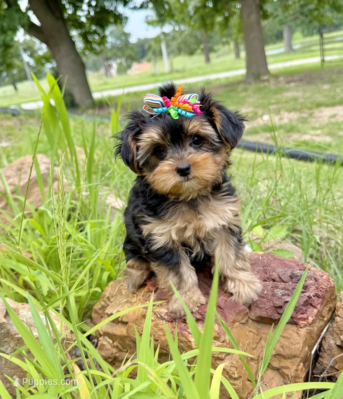 Tiny Tanisha – Maltese, Yorkshire Terrier puppy for sale in Cassville, MO