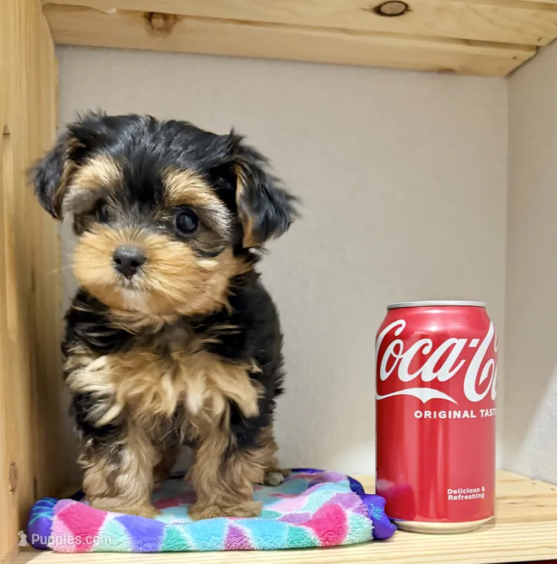 Lil’ Tanisha – Morkie puppy for sale in Cassville, MO