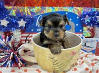 Akc Tcup Sammy 12 ounces, a female Yorkshire Terrier for sale in Cassville, MO – 2 of 6