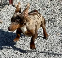 AKC Coco, a male Dachshund and Miniature Dachshund for sale in Cassville, MO – Photo 2 of 6