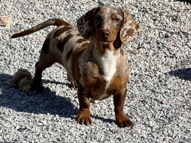 AKC Coco, a male Dachshund and Miniature Dachshund for sale in Cassville, MO – Photo 1 of 6