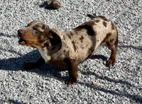 AKC Coco, a male Dachshund and Miniature Dachshund for sale in Cassville, MO – Photo 5 of 6