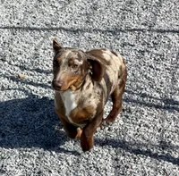 AKC Coco, a male Dachshund and Miniature Dachshund for sale in Cassville, MO – Photo 4 of 6