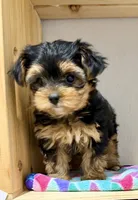 Tiny Tanisha, a female Maltese and Yorkshire Terrier for sale in Cassville, MO – 4 of 7