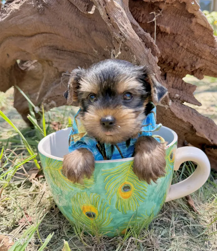 AKC Tcup Smudge 14 ounces – Yorkshire Terrier puppy for sale in Cassville, MO