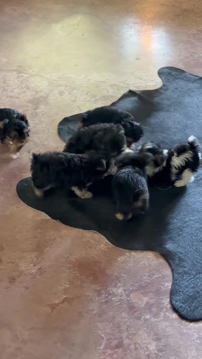Lil’ Tickles POTTY TRAINED , a female Maltese and Yorkshire Terrier for sale in Cassville, MO – 10 of 10