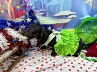 Sweet Sassy, a female Miniature Dachshund for sale in Cassville, MO – 2 of 10