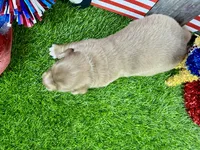 Pickles, a female Dachshund and Miniature Dachshund for sale in Cassville, MO – 4 of 8