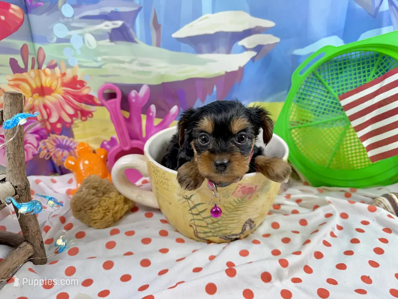 Lil’ Tansy – Maltese, Yorkshire Terrier puppy for sale in Cassville, MO