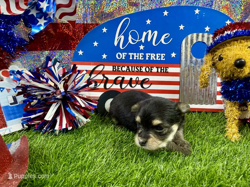Tcup Tickles – Maltese, Yorkshire Terrier puppy for sale in Cassville, MO