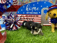 Tcup Tickles, a female Maltese and Yorkshire Terrier for sale in Cassville, MO – 1 of 7