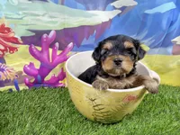Lil’ Tanisha, a female Morkie for sale in Cassville, MO – 3 of 10