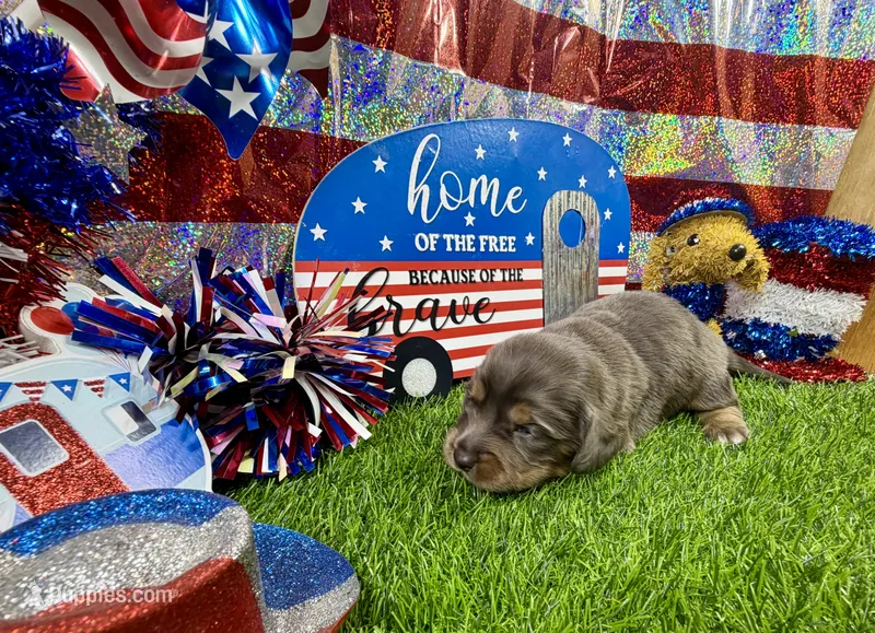 Orlando – Dachshund, Miniature Dachshund puppy for sale in Cassville, MO