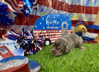 Orlando, a male Dachshund and Miniature Dachshund for sale in Cassville, MO – 1 of 9