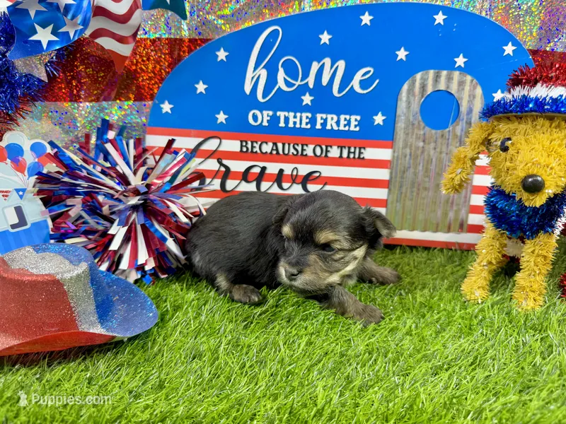 Tiny Tibbins – Morkie puppy for sale in Cassville, MO