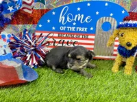 Tiny Tibbins, a male Morkie for sale in Cassville, MO – 1 of 6