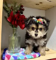 Lil’ Tickles, a female Maltese and Yorkshire Terrier for sale in Cassville, MO – 2 of 7