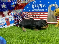 Lil’ Tansy, a female Maltese and Yorkshire Terrier for sale in Cassville, MO – 2 of 7