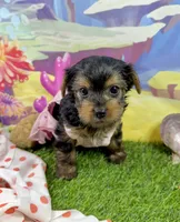 Akc Tcup Sammy 14 ounces, a female Yorkshire Terrier for sale in Cassville, MO – 8 of 10