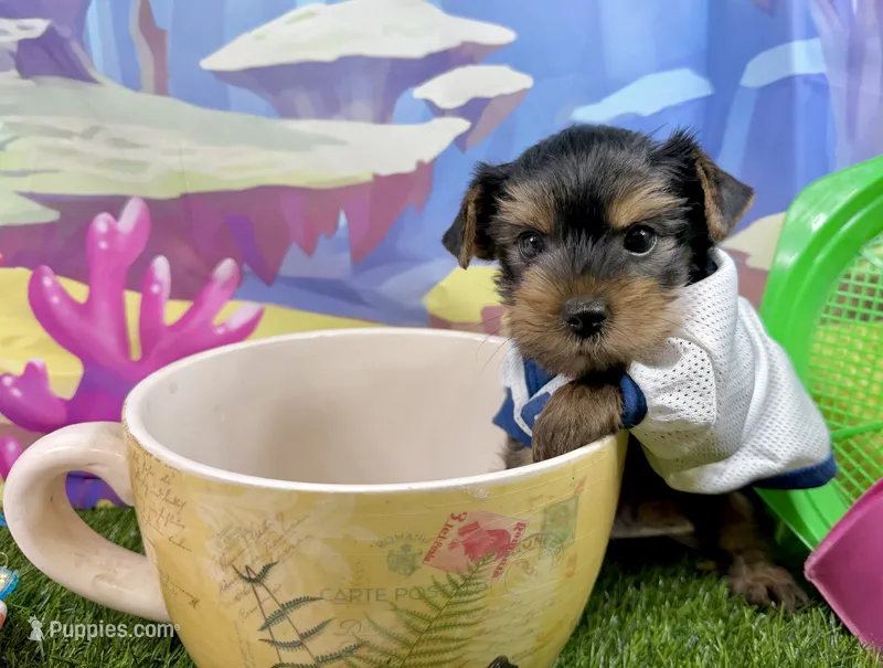 AKC Tcup Smudge 14 ounces – Yorkshire Terrier puppy for sale in Cassville, MO