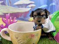 AKC Tcup Smudge 17 ounces, a male Yorkshire Terrier for sale in Cassville, MO – 6 of 10