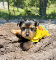 AKC Tcup Sawyer 14 ounces, a male Yorkshire Terrier for sale in Cassville, MO – 3 of 8