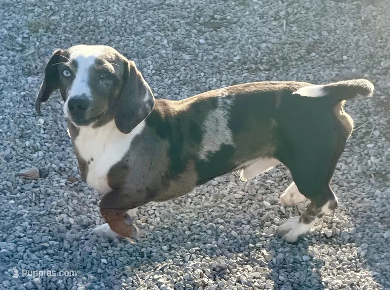 Coming soon  – Dachshund, Miniature Dachshund puppy for sale in Cassville, MO