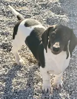 Coming soon , a  Dachshund and Miniature Dachshund for sale in Cassville, MO – Photo 2 of 2