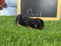 The girls have arrived, a female Morkie for sale in Cassville, MO – 2 of 6